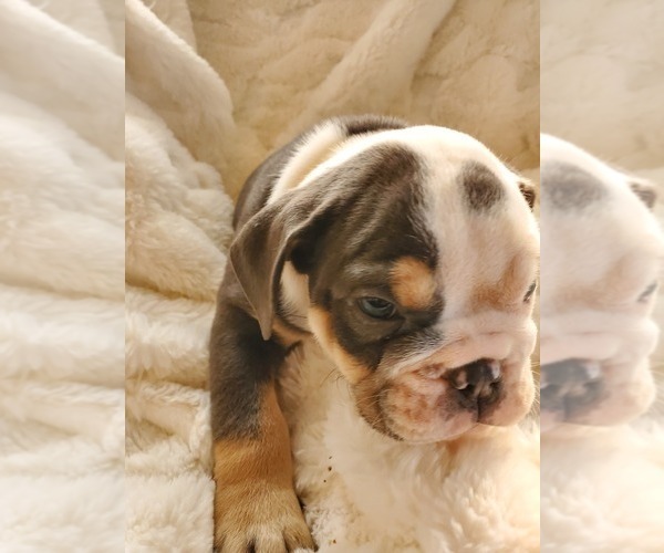 Medium Photo #4 English Bulldog Puppy For Sale in ALBUQUERQUE, NM, USA