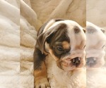 Small Photo #4 English Bulldog Puppy For Sale in ALBUQUERQUE, NM, USA