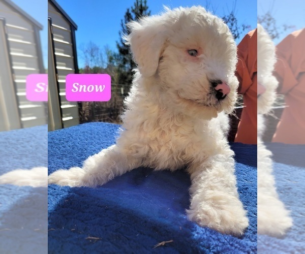 Medium Photo #3 Aussiedoodle Puppy For Sale in SPARTANBURG, SC, USA
