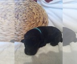 Small Photo #3 Labradoodle Puppy For Sale in REA VALLEY, AR, USA