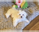Small Photo #5 Maltese Puppy For Sale in WINSTON SALEM, NC, USA