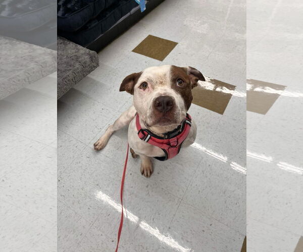 Medium Photo #8 Mutt Puppy For Sale in Virginia Beach, VA, USA