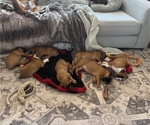 Boxer Litter for sale in HOLLY RIDGE, NC, USA