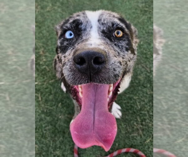 Medium Photo #2 Catahoula Leopard Dog-Unknown Mix Puppy For Sale in Lakewood, CO, USA