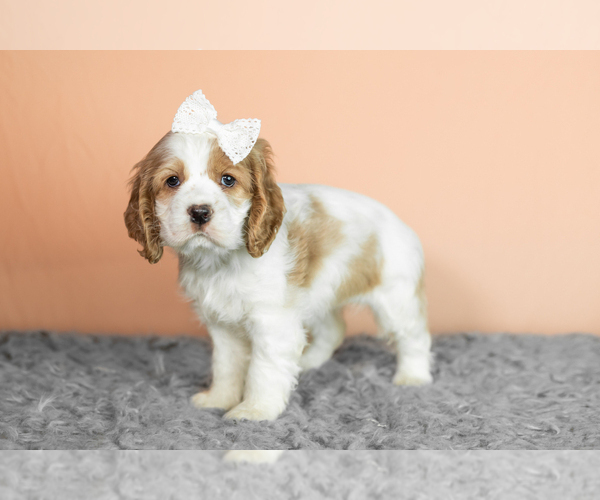 Medium Photo #23 Cocker Spaniel Puppy For Sale in NAPPANEE, IN, USA