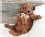 Small #4 Cavapoo