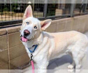 Siberian Husky Dogs for adoption in Denver, CO, USA