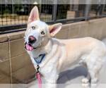 Small Siberian Husky