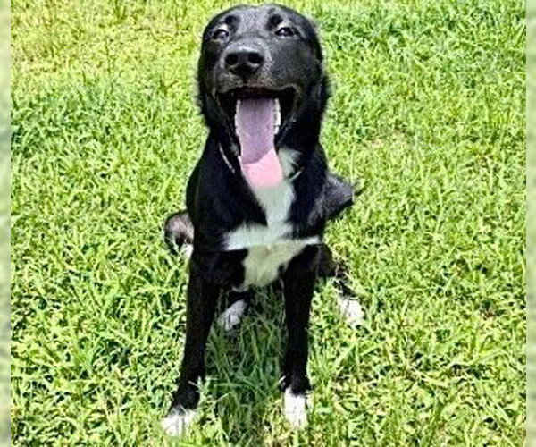 Medium Photo #2 Border Collie-Unknown Mix Puppy For Sale in Houston, TX, USA