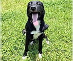 Small #1 Border Collie Mix