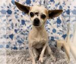 Small Chihuahua