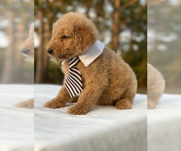 Medium Photo #5 Goldendoodle Puppy For Sale in FROSTPROOF, FL, USA