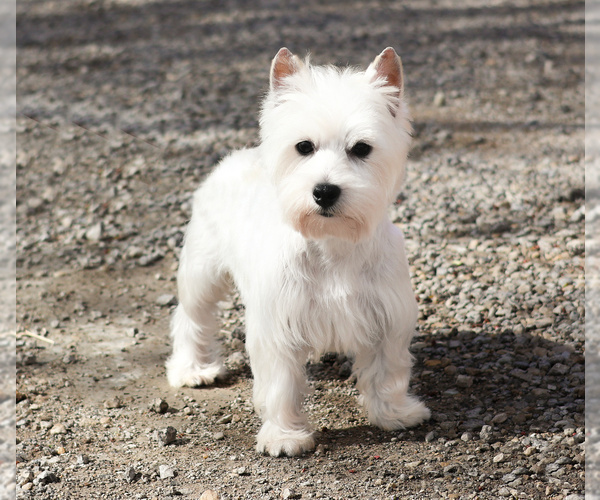 Medium Photo #1 Poodle (Toy)-West Highland White Terrier Mix Puppy For Sale in SYRACUSE, IN, USA
