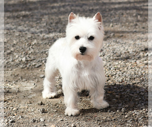 Mother of the Poodle (Toy)-West Highland White Terrier Mix puppies born on 04/26/2025