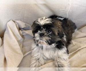 Medium Shih Tzu