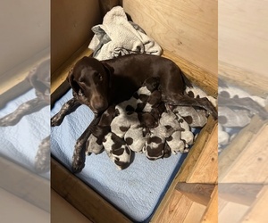 German Shorthaired Pointer Litter for sale in PRICHARD, WV, USA