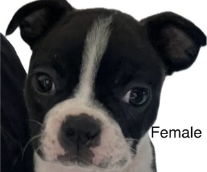 Boston Terrier Puppy for sale in AURORA, IN, USA