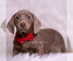 Small Photo #53 Dachshund Puppy For Sale in WARSAW, IN, USA