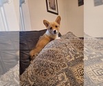 Small #7 Pembroke Welsh Corgi