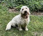 Small Photo #1 Goldendoodle mix (+ Poodle Standard) Puppy For Sale in GREENVILLE, OH, USA