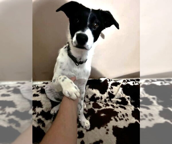 Medium Photo #6 Border Collie-Unknown Mix Puppy For Sale in Highland, IL, USA