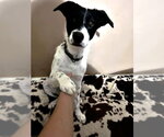 Small #5 Border Collie Mix