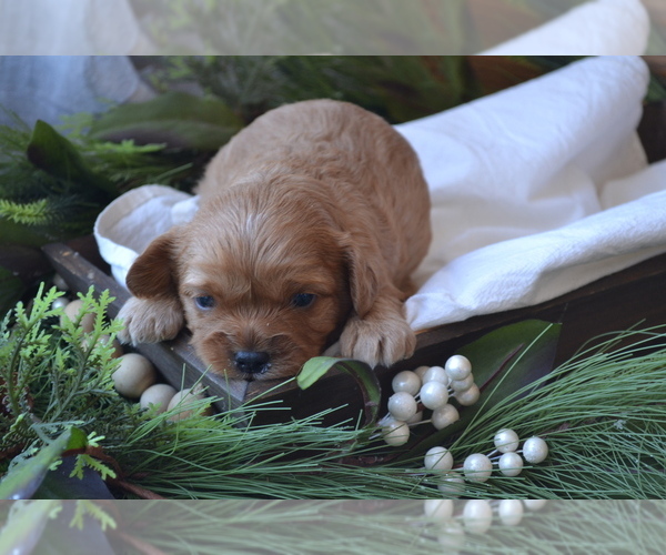Medium Photo #1 Cavapoo (Miniature) Puppy For Sale in GREENWOOD, WI, USA