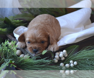 Medium Cavapoo (Miniature)