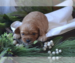 Puppy Graham Cavapoo (Miniature)