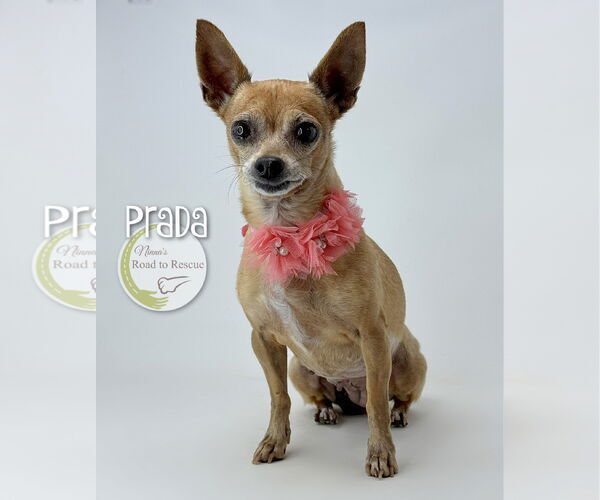 Medium Photo #4 Chiweenie Puppy For Sale in Benton, LA, USA