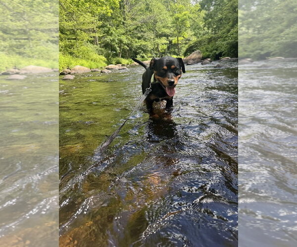 Medium Photo #5 Rottweiler-Unknown Mix Puppy For Sale in Hillsboro, NH, USA