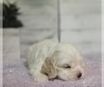 Small Photo #13 Cocker Spaniel Puppy For Sale in TERRY, MS, USA