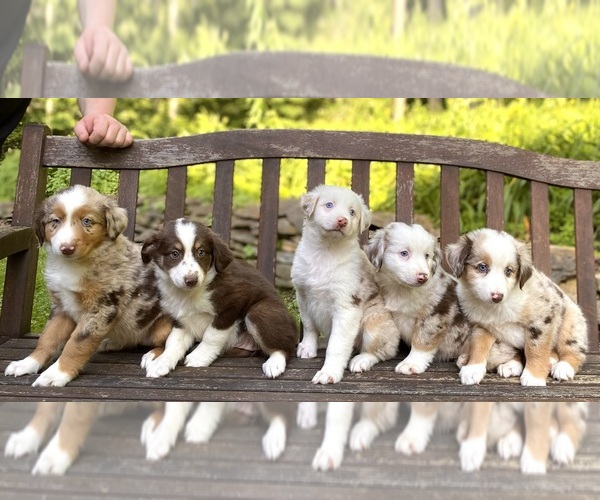 Medium Photo #1 Australian Shepherd Puppy For Sale in SADIEVILLE, KY, USA