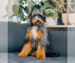 Small Photo #1 Bernedoodle (Miniature) Puppy For Sale in ROY, UT, USA