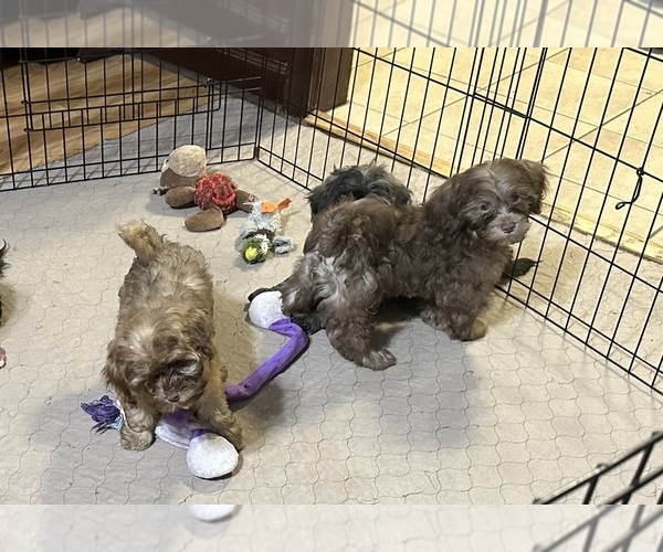 Medium Photo #4 ShihPoo Puppy For Sale in GLOUCESTER, VA, USA