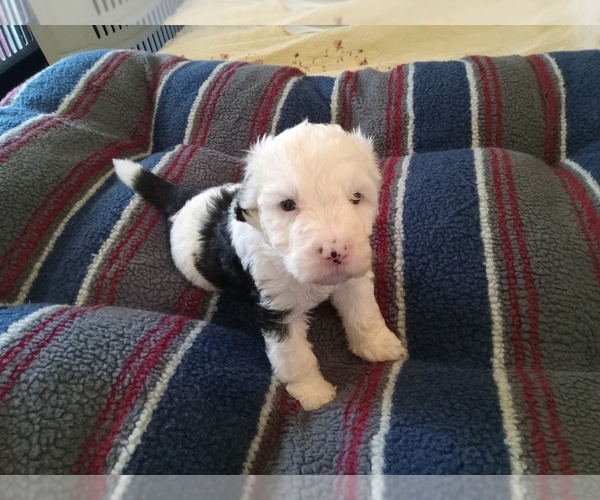 Medium Photo #2 Sheepadoodle Puppy For Sale in WARSAW, VA, USA