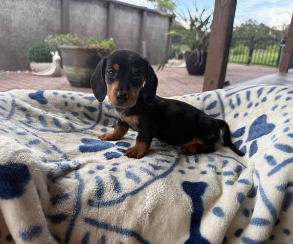 Medium Photo #1 Dachshund Puppy For Sale in WEBSTER, FL, USA