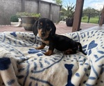 Image preview for Ad Listing. Nickname: Dixies cutie
