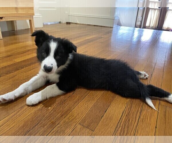Medium Photo #2 Border Collie Puppy For Sale in KANSAS CITY, MO, USA