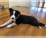 Small #1 Border Collie