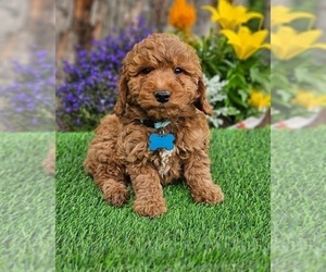 Goldendoodle (Miniature) Puppy for Sale in INDIANAPOLIS, Indiana USA