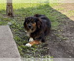 Small #3 Australian Shepherd
