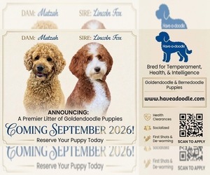 Mother of the Goldendoodle (Miniature) puppies born on 07/15/2026