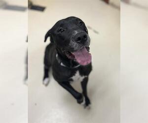 American Pit Bull Terrier-Unknown Mix Dogs for adoption in Center Township, PA, USA