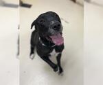 Small American Pit Bull Terrier Mix