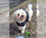 Small #9 Maltese Mix