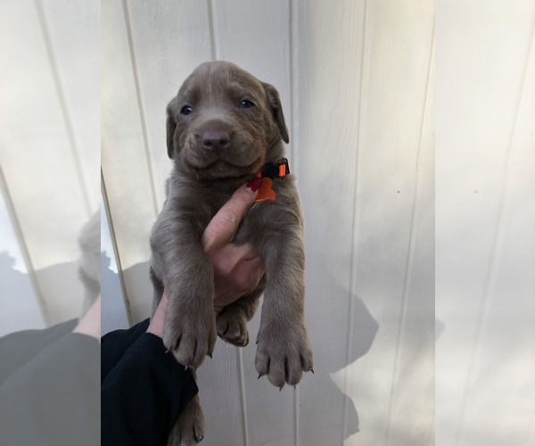 Medium Photo #7 Labrador Retriever Puppy For Sale in MAGNOLIA, TX, USA