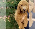 Small Photo #4 Goldendoodle Puppy For Sale in CORNING, CA, USA
