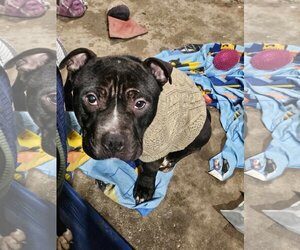 Staffordshire Bull Terrier-Unknown Mix Dogs for adoption in Waterloo, IA, USA