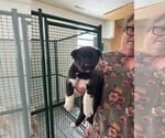 Small #1 Black Mouth Cur Mix